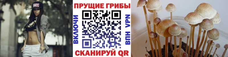 Галлюциногенные грибы Magic Shrooms  Купить где  Сердобск 